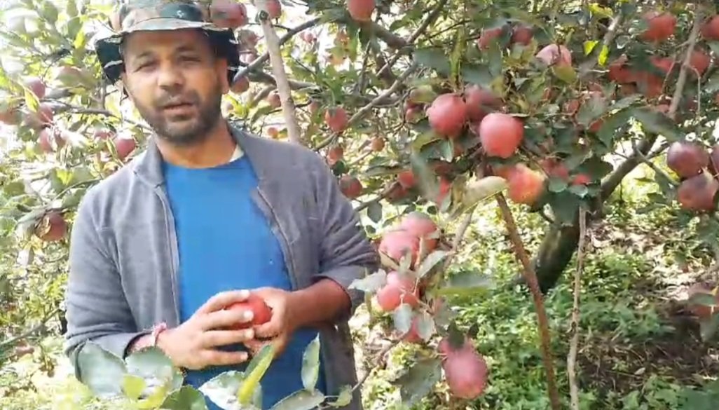 बिचौलियों से बचने के लिए प्रगतिशील बागवान कबीर सिंह ने ढूंढा नायाब तरीका, ऑनलाइन बेचे सेब, कमाया अच्छा मुनाफा
