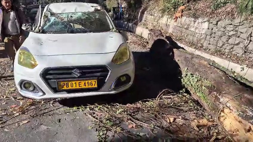 शिमला में चलती कार पर गिरा देवदार का सूखा पेड़,बाल- बाल बची दो जानें