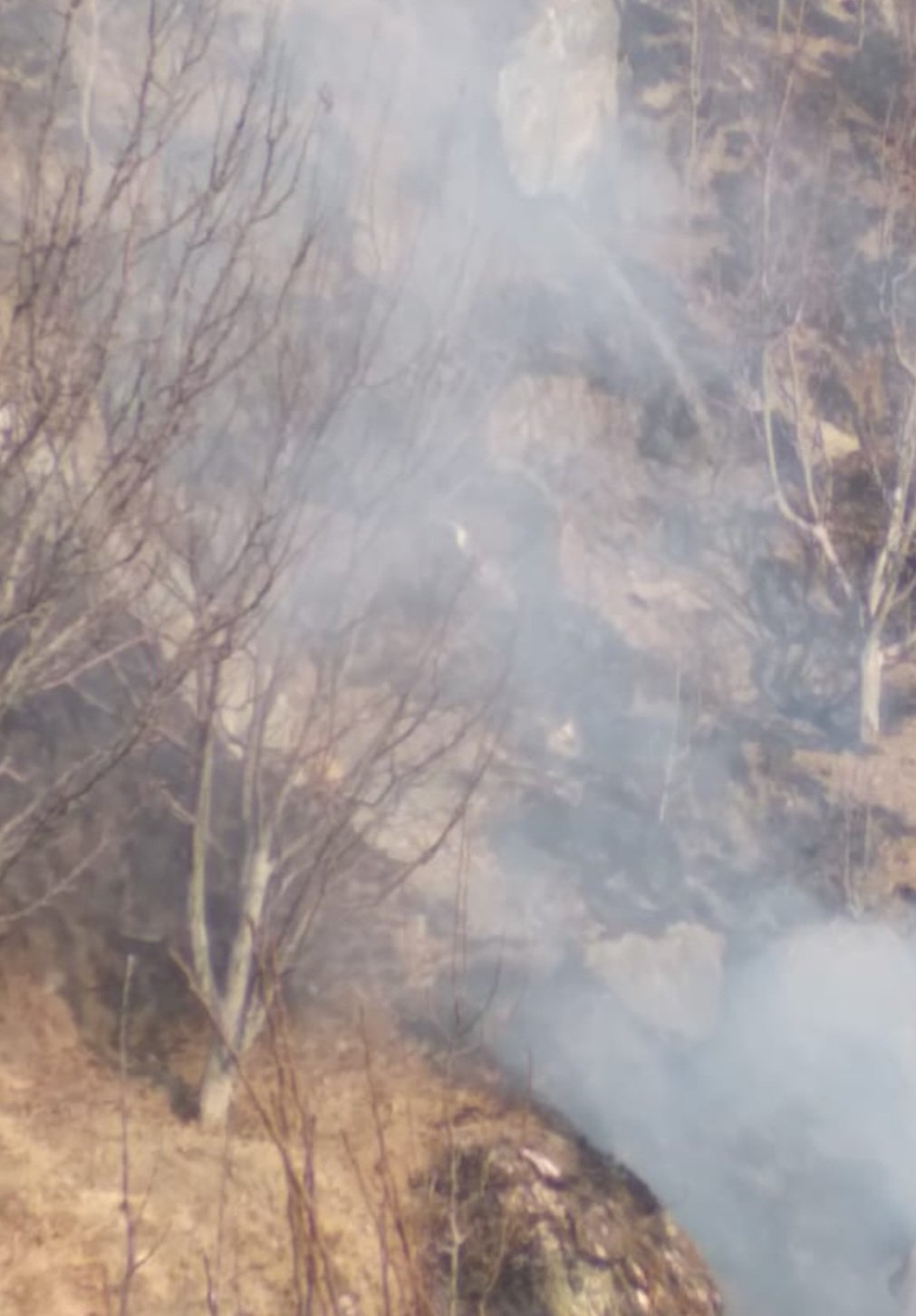 Breaking: जुब्बल में आग लगने से सेब के 200 पौधे समेत एक गाय की जिंदा जलकर मौत