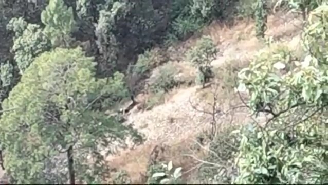 Breaking: भरयाल प्लांट कूड़ा ले जा रहा MC शिमला का टिप्पर दुर्घटनाग्रस्त, चालक की मौत