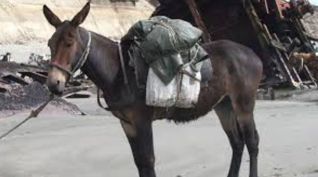 Breaking: चंबा की सनवाल पंचायत में बड़ा गड़बड़झाला खच्चर पर ढोई डेढ़ करोड़ सामग्री