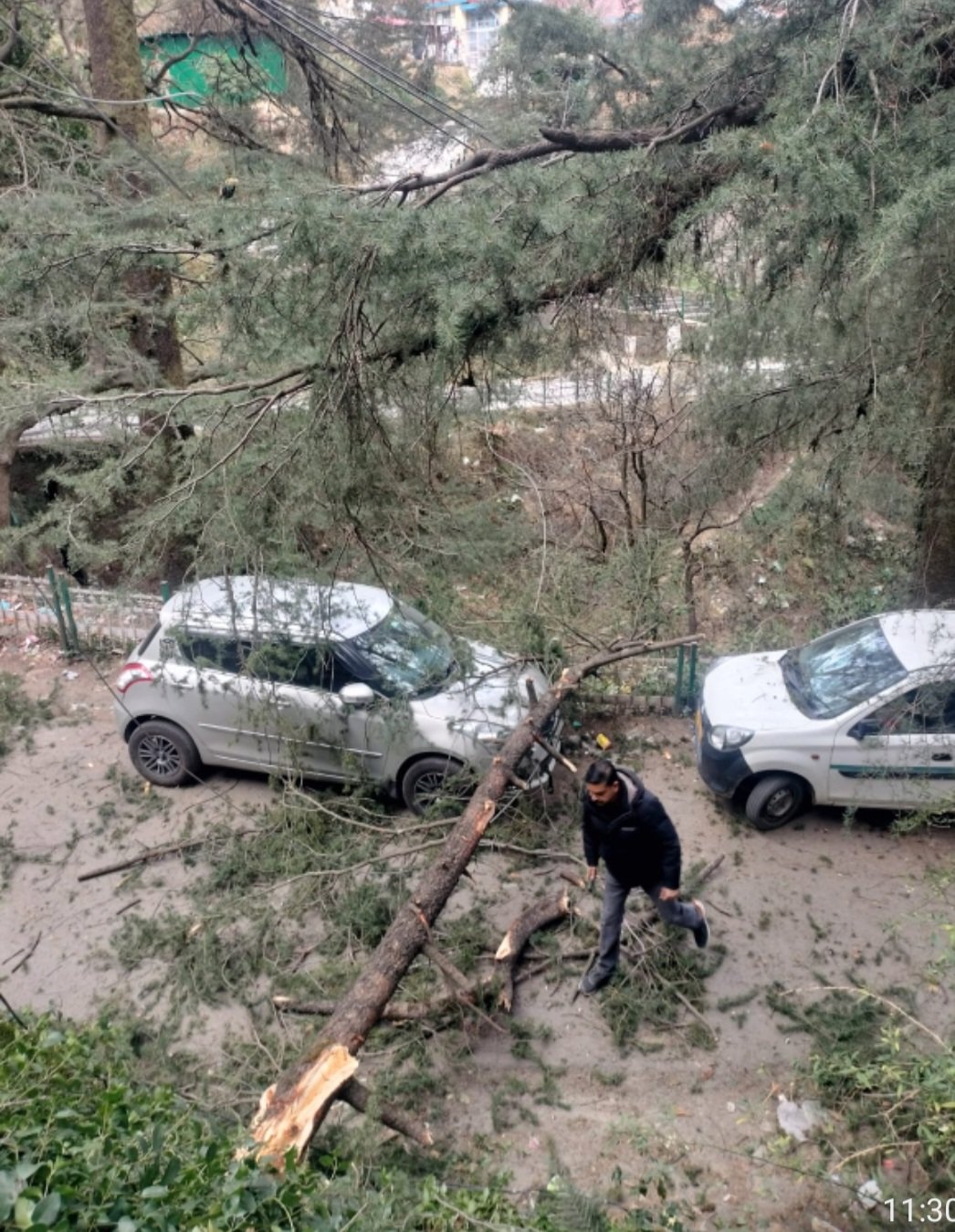जाखू के रिच माउंट में गिरा पेड़ दो वाहन क्षतिग्रस्त