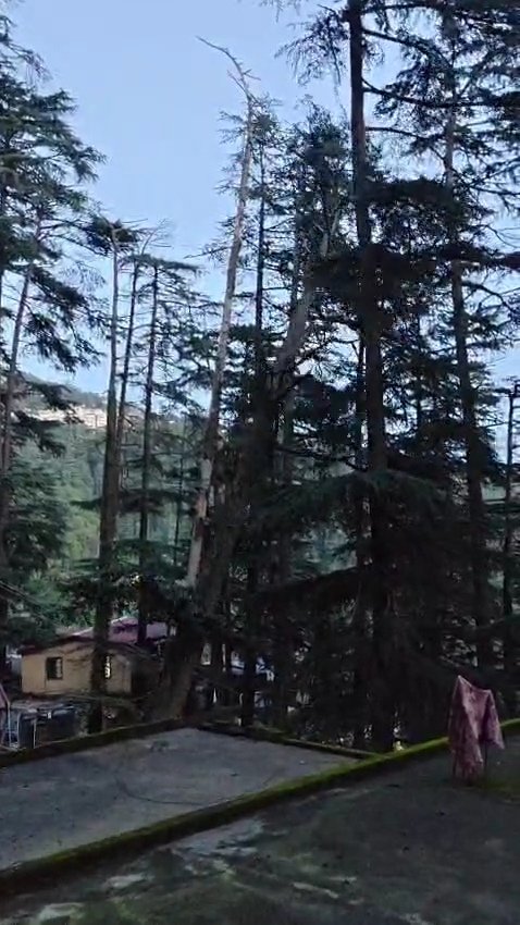 Breaking: शिमला लालपानी में रिहायशी घरों पर गिरा पेड़,नहीं कोई जानी नुकसान