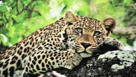 कुमारसैन में मॉर्निंग वॉक पर निकले व्यक्ति पर तेंदुए ने किया हमला,घायल