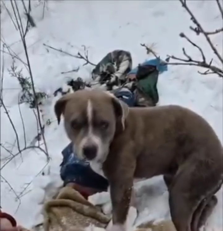 Breaking:भरमौर में बर्फ़ में दबे दो मालिक की मौत कुत्ते ने 4 दिन निभाई वफादारी